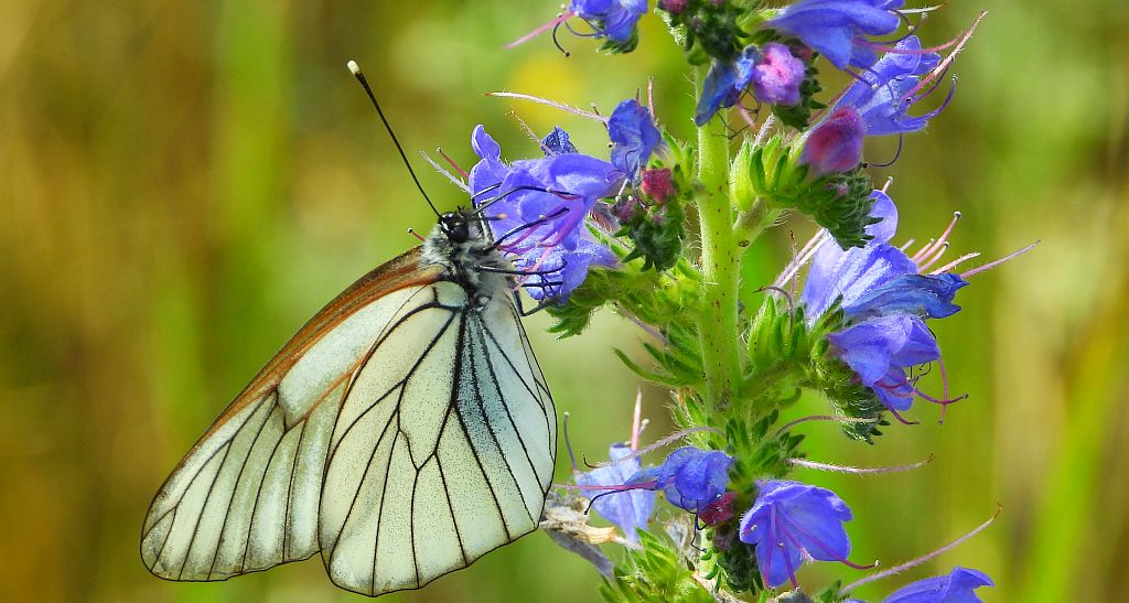 Niestrzęp głogowiec (Aporia crataegi)
