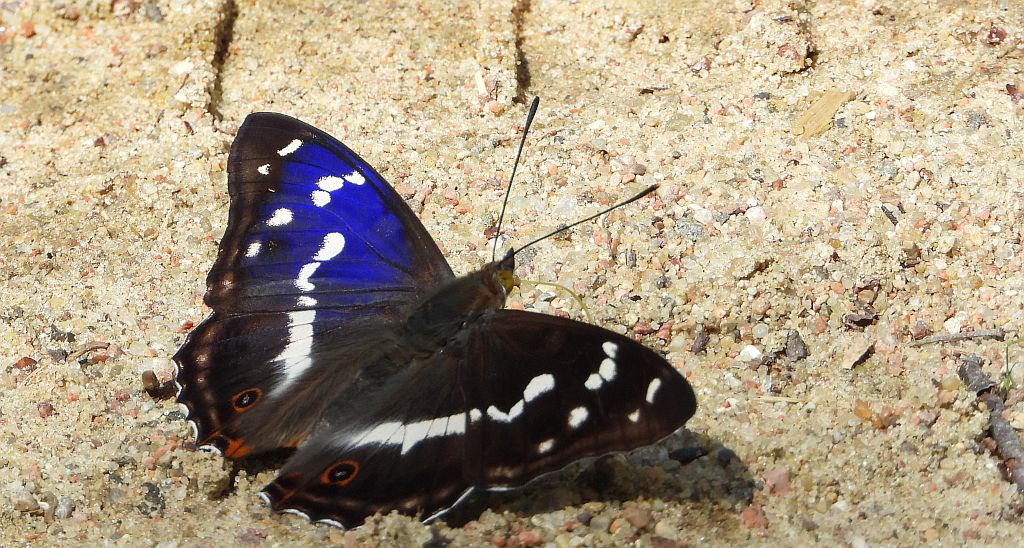 Mieniak tęczowiec (Apatura iris)