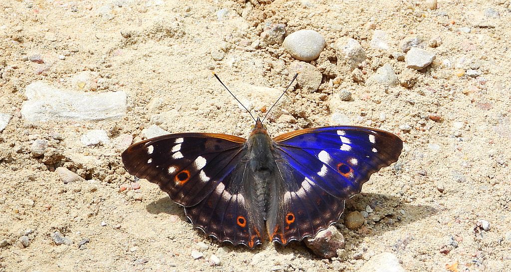 Mieniak strużnik (Apatura ilia)