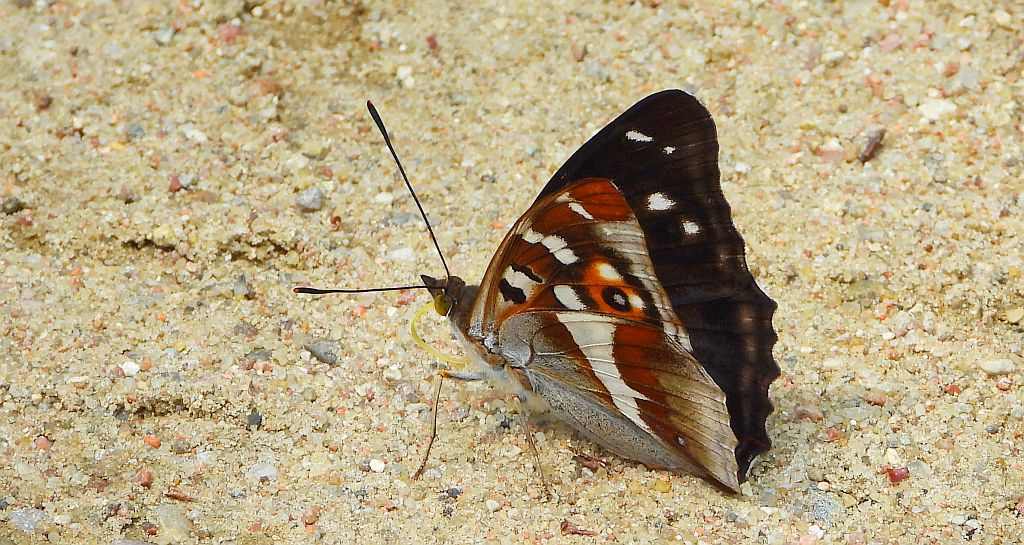 Mieniak tęczowiec (Apatura iris)
