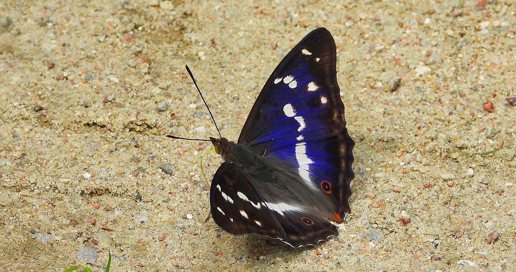 Mieniak tęczowiec (Apatura iris)
