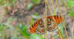 Przeplatka didyma (Melitaea didyma)