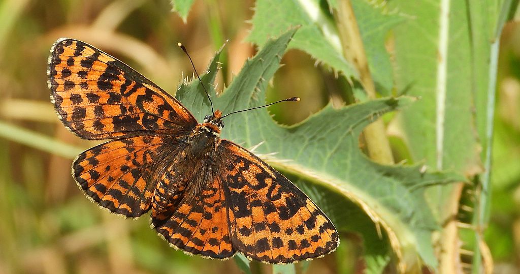 Przeplatka didyma (Melitaea didyma)