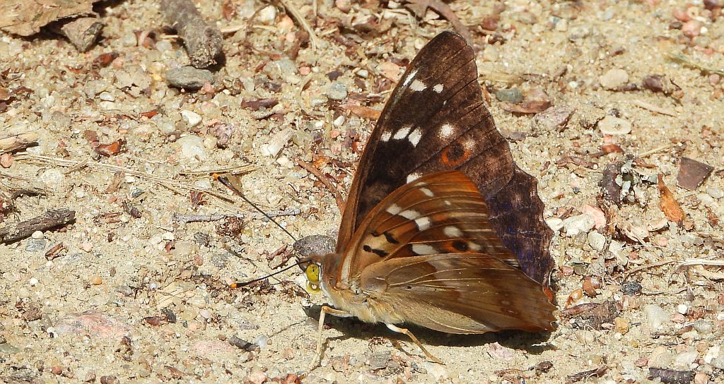 Mieniak strużnik (Apatura ilia)