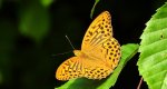 Dostojka malinowiec, perłowiec malinowiec (​Argynnis paphia)