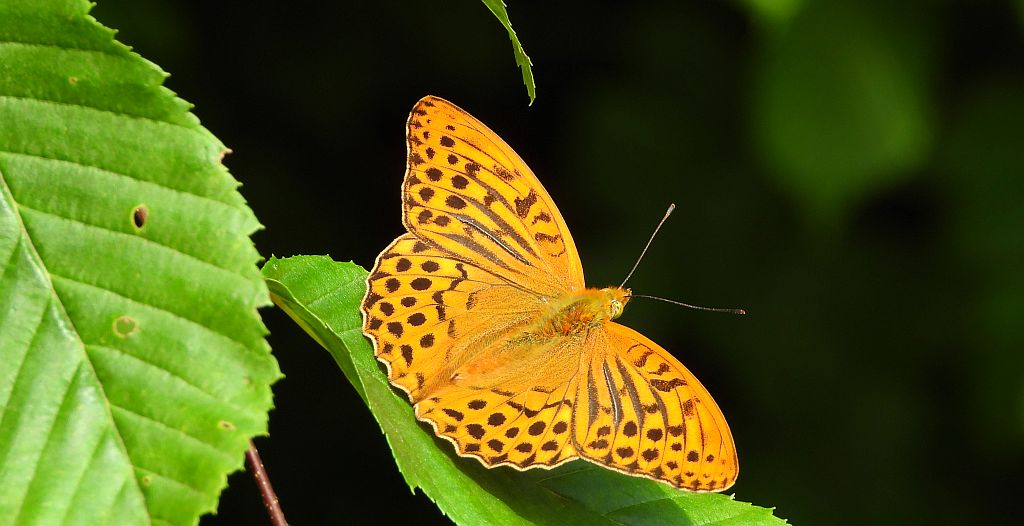 Dostojka malinowiec, perłowiec malinowiec (​Argynnis paphia)