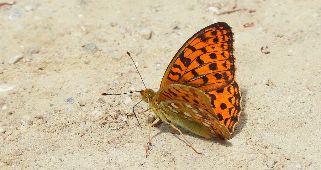 Dostojka adype, perłowiec adype (Argynnis adippe)