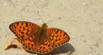 Dostojka adype, perłowiec adype (Argynnis adippe)
