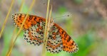 Przeplatka didyma (Melitaea didyma)
