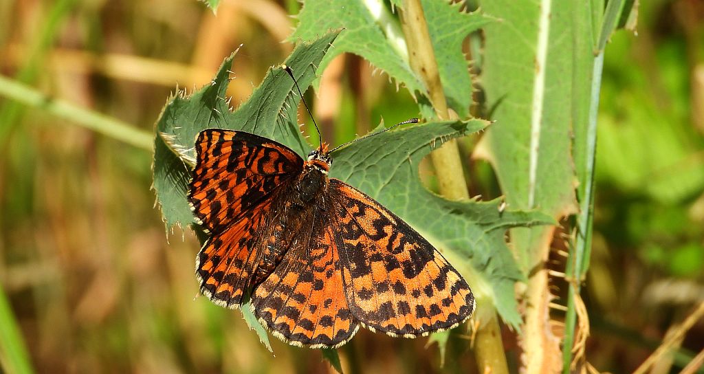 Przeplatka didyma (Melitaea didyma)
