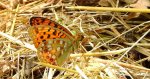 Dostojka adype, perłowiec adype (Argynnis adippe)
