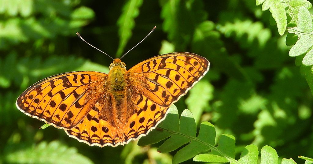 Dostojka adype, perłowiec adype (Argynnis adippe)