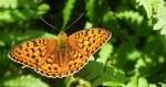Dostojka adype, perłowiec adype (Argynnis adippe)