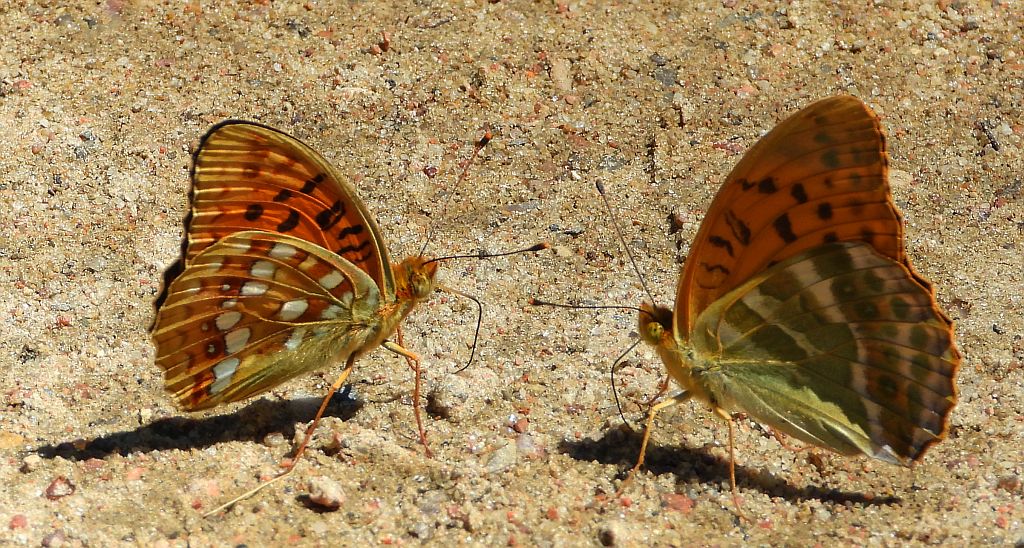 Dostojka adype, perłowiec adype (Argynnis adippe) i dostojka malinowiec, perłowiec malinowiec (​Argynnis paphia)