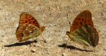Dostojka adype, perłowiec adype (Argynnis adippe) i dostojka malinowiec, perłowiec malinowiec (​Argynnis paphia)