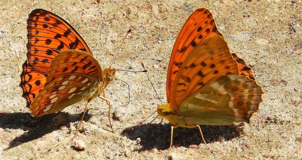 Dostojka adype, perłowiec adype (Argynnis adippe) i dostojka malinowiec, perłowiec malinowiec (​Argynnis paphia)