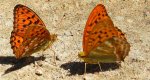 Dostojka adype, perłowiec adype (Argynnis adippe) i dostojka malinowiec, perłowiec malinowiec (​Argynnis paphia)