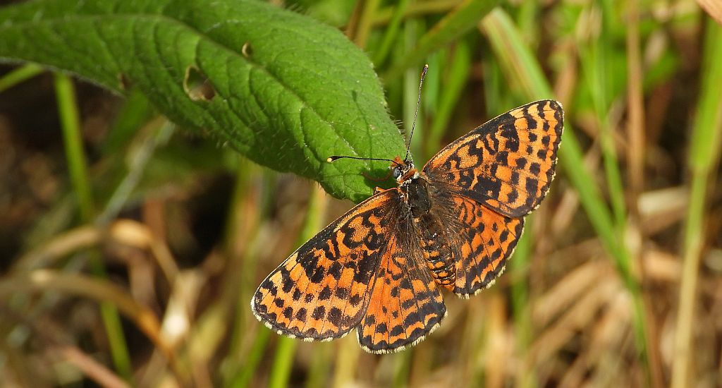 Przeplatka didyma (Melitaea didyma)