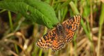 Przeplatka didyma (Melitaea didyma)