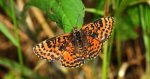 Przeplatka didyma (Melitaea didyma)
