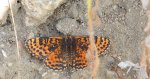 Przeplatka didyma (Melitaea didyma)
