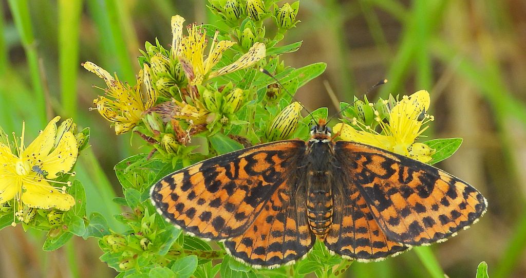Przeplatka didyma (Melitaea didyma)