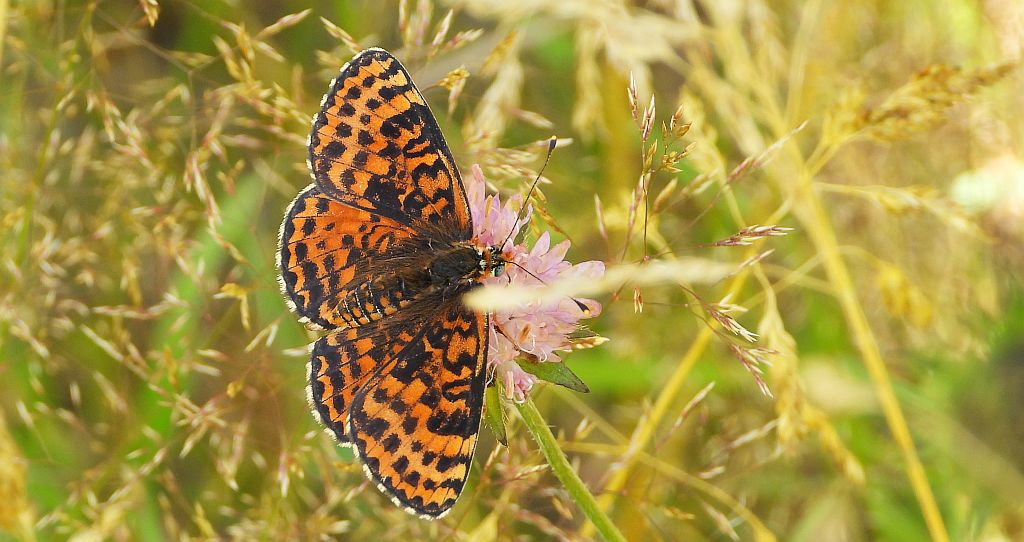 Przeplatka didyma (Melitaea didyma)