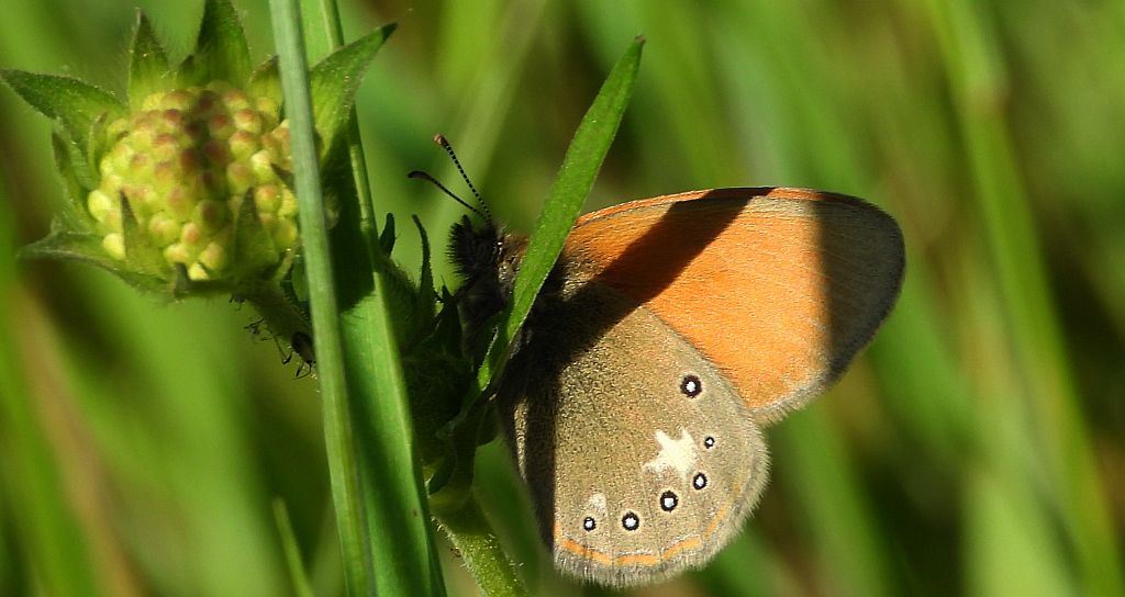 Strzępotek glicerion (Coenonympha glycerion)