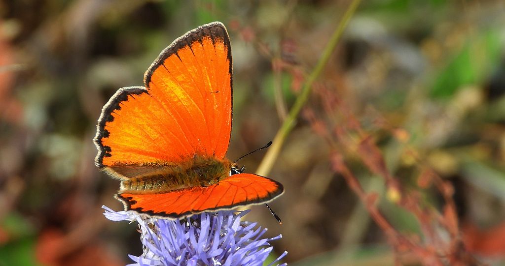 Czerwończyk dukacik (Lycaena virgaureae)