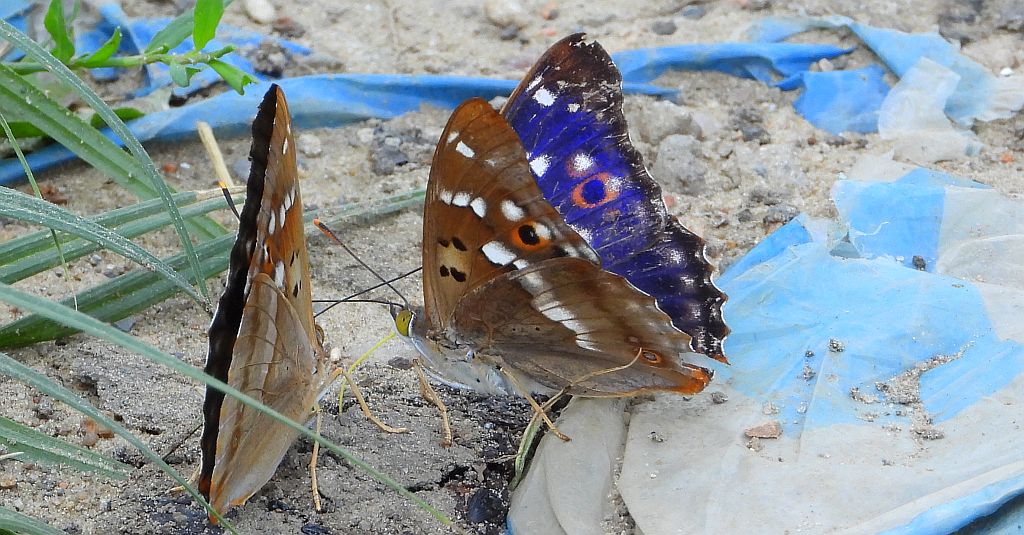 Mieniak strużnik (Apatura ilia)