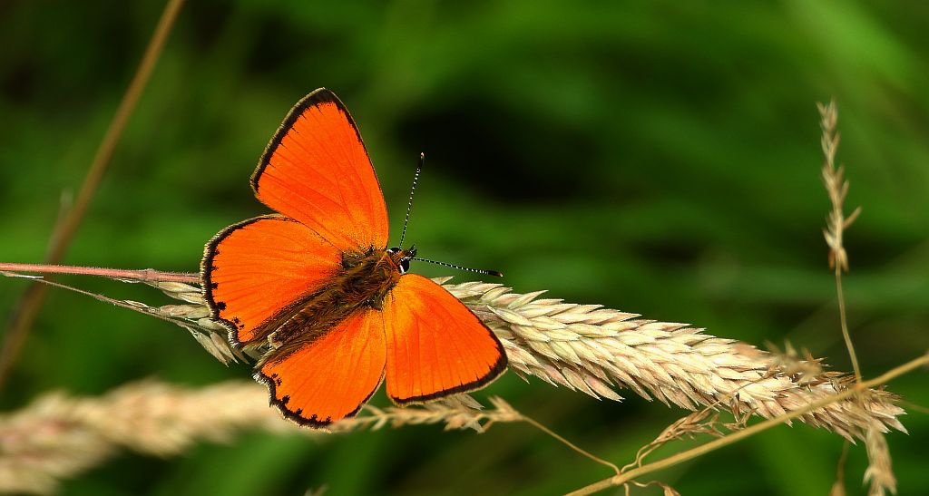 Czerwończyk dukacik (Lycaena virgaureae)