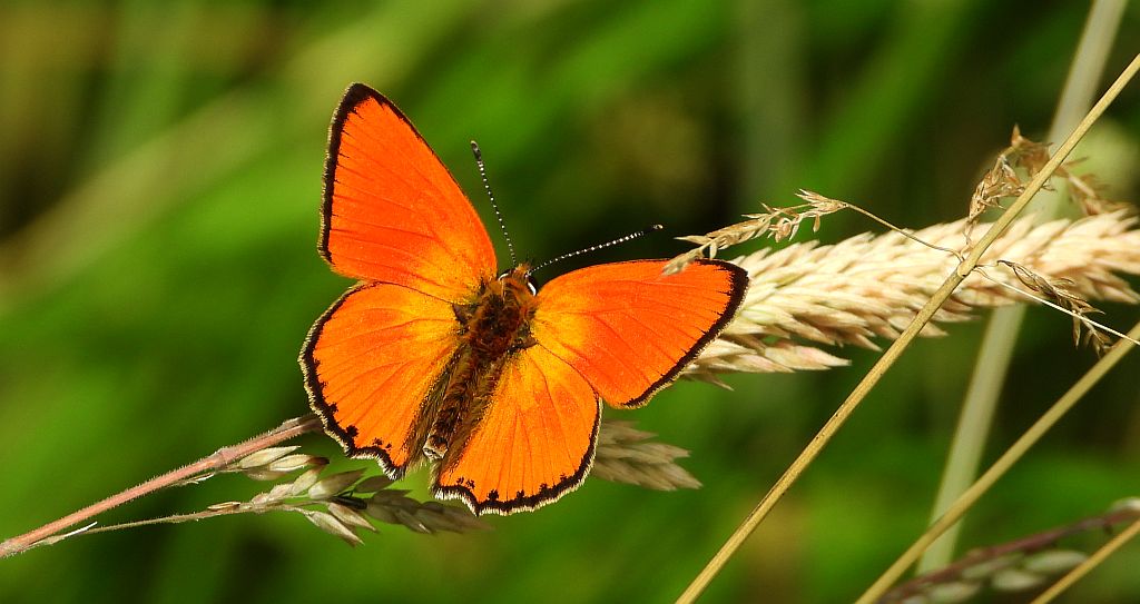 Czerwończyk dukacik (Lycaena virgaureae)