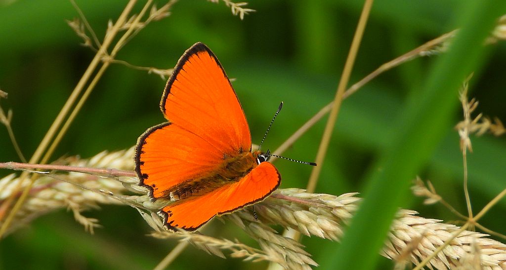 Czerwończyk dukacik (Lycaena virgaureae)