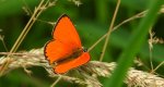 Czerwończyk dukacik (Lycaena virgaureae)