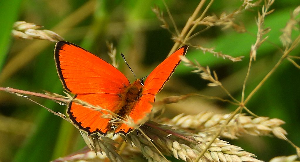 Czerwończyk dukacik (Lycaena virgaureae)