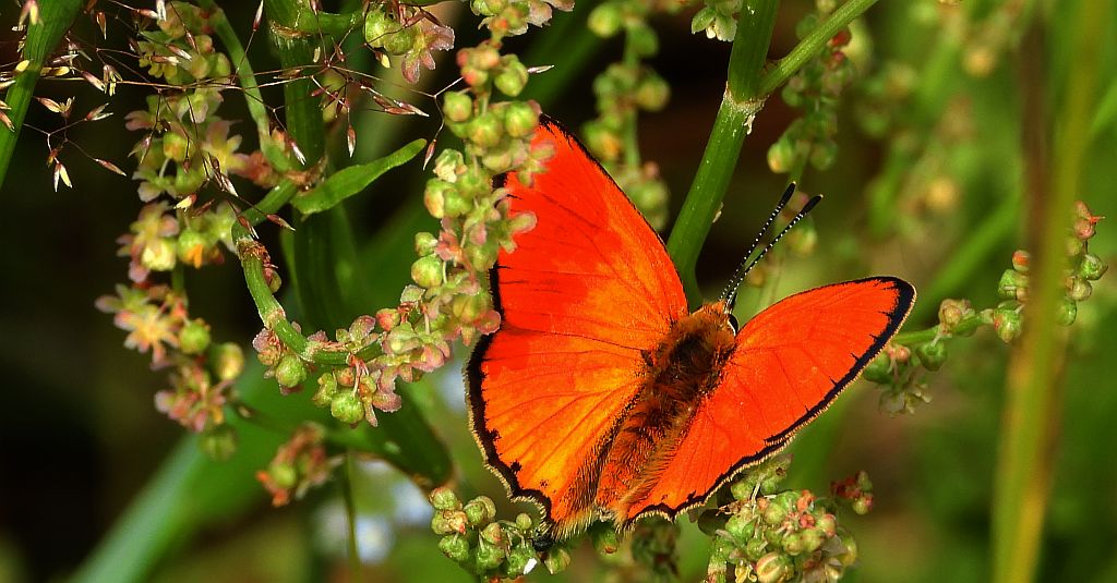 Czerwończyk dukacik (Lycaena virgaureae)