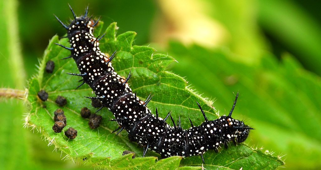 Rusałka pawik (Aglais io)