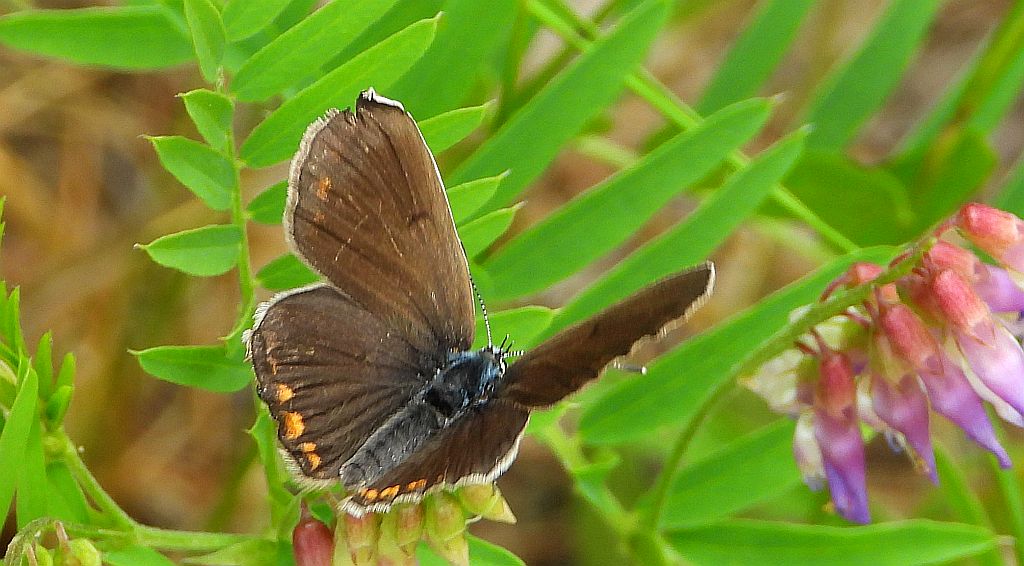 Modraszek idas (Plebejus idas)