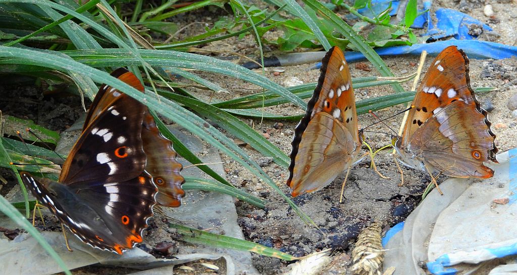 Mieniak strużnik (Apatura ilia)
