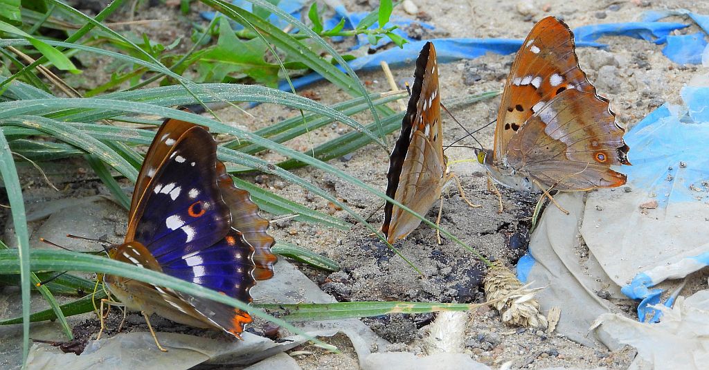 Mieniak strużnik (Apatura ilia)