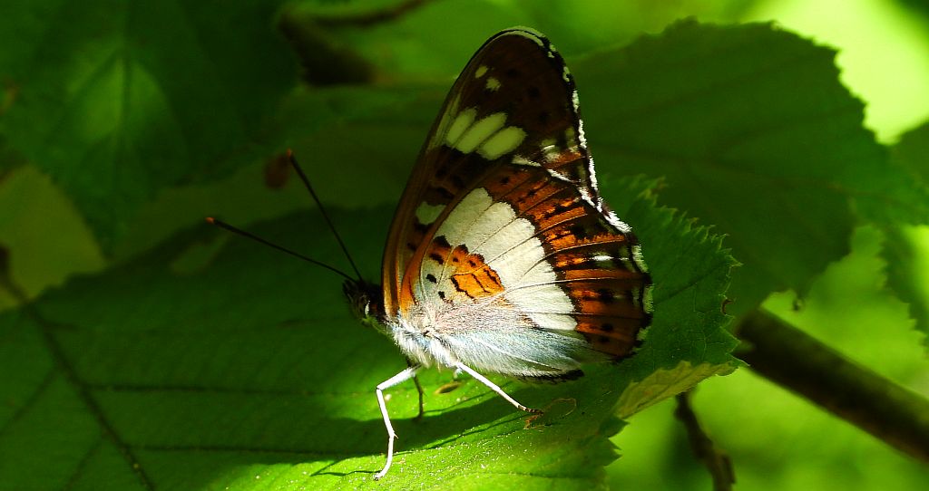 Pokłonnik kamilla, pokłonnik wróż (Limenitis camilla)
