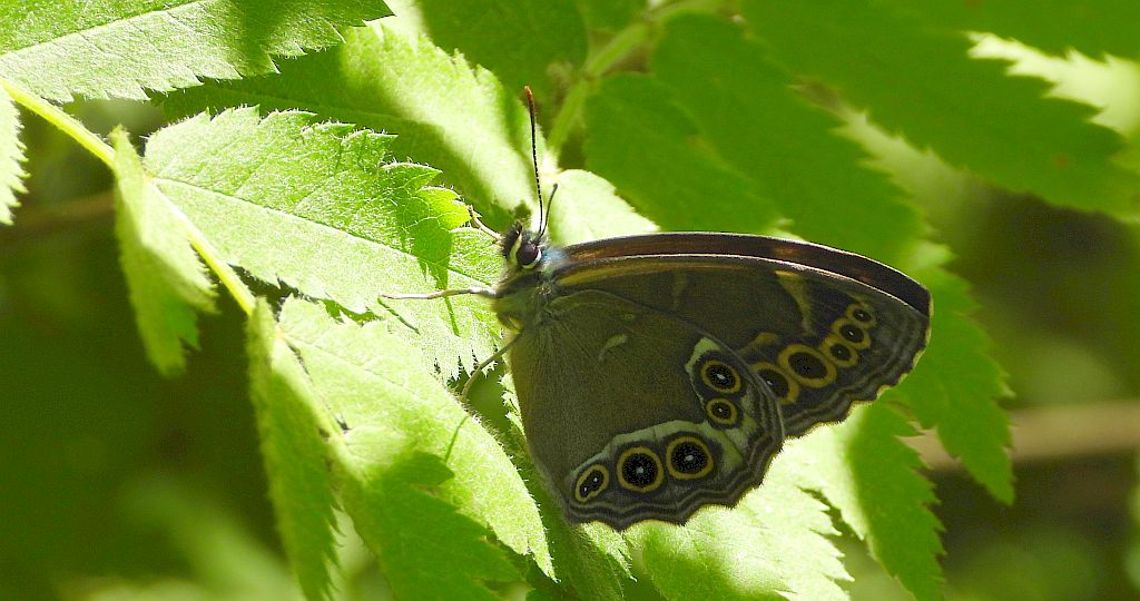 Osadnik wielkooki (Lopinga achine)
