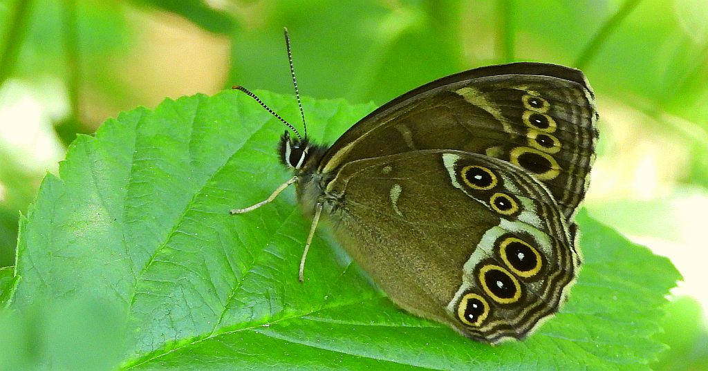 Osadnik wielkooki (Lopinga achine)
