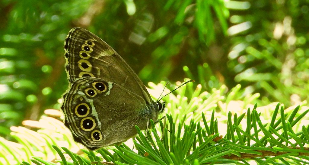 Osadnik wielkooki (Lopinga achine)