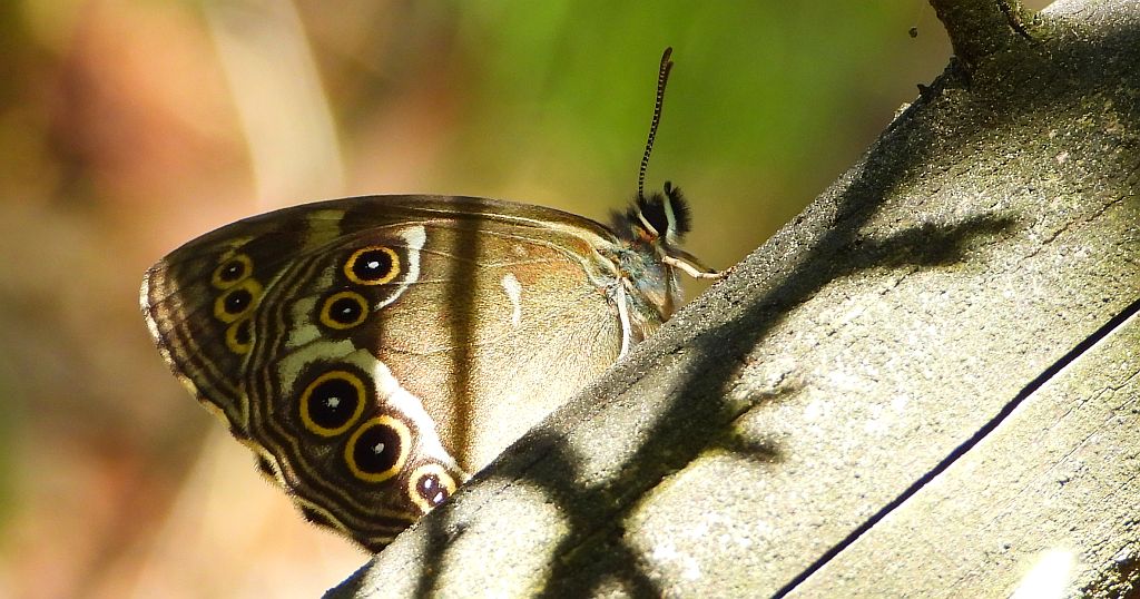 Osadnik wielkooki (Lopinga achine)