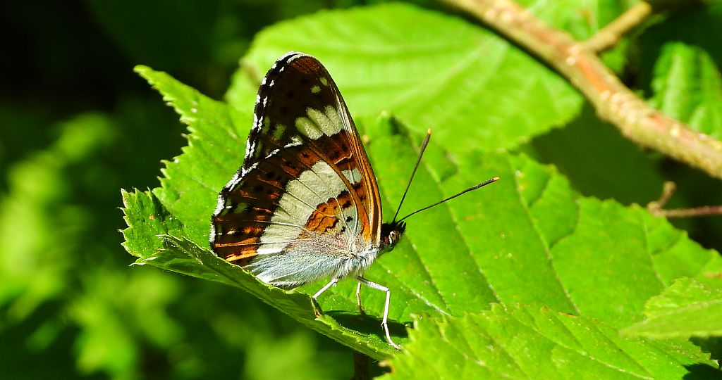 Pokłonnik kamilla, pokłonnik wróż (Limenitis camilla)