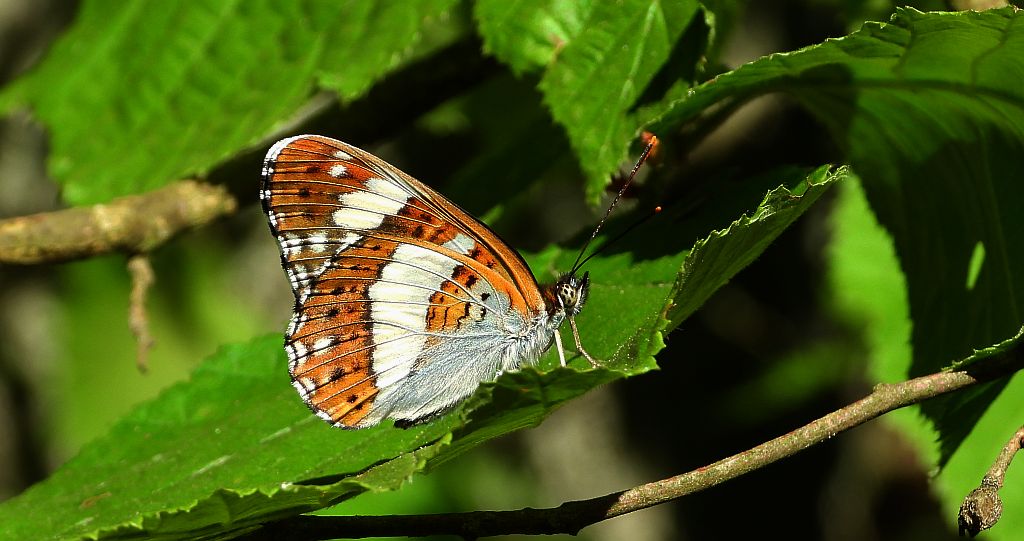 Pokłonnik kamilla, pokłonnik wróż (Limenitis camilla)