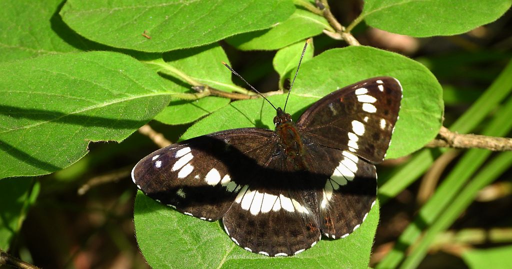 Pokłonnik kamilla, pokłonnik wróż (Limenitis camilla)