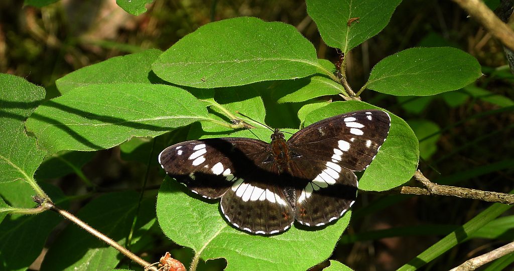 Pokłonnik kamilla, pokłonnik wróż (Limenitis camilla)