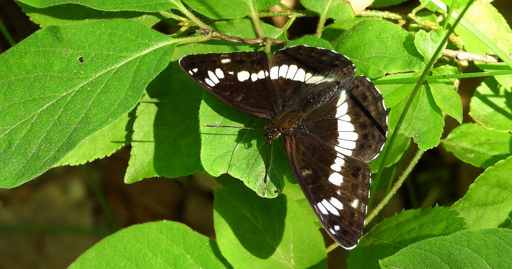 Pokłonnik kamilla, pokłonnik wróż (Limenitis camilla)